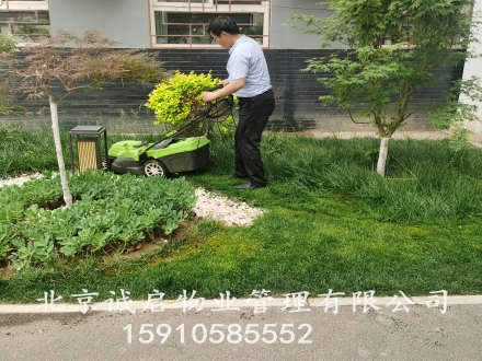 专业绿化修剪